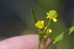 Low spearwort